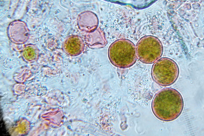 Ramalina sp.? - No,  Evernia prunastri